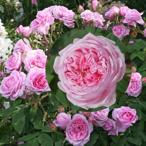 Rosa 'Madame Boll' - Roos 'Madame Boll' C4/4L